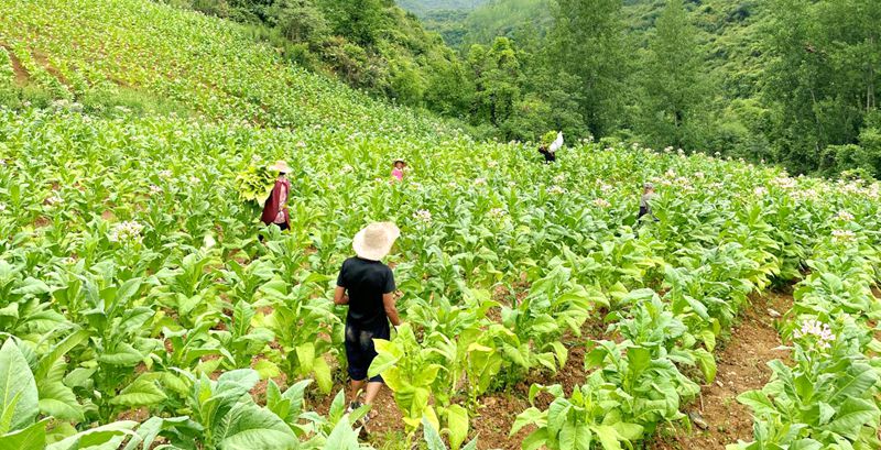 红旗漫卷振兴路   房县人武部携手红旗村同心谱写乡村发展新篇章