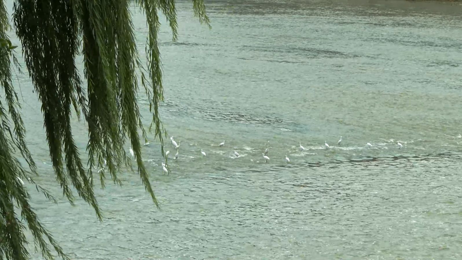 白鹭，秋日房县的一抹灵动