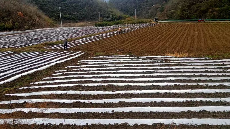 红塔镇潮汪村：田间地头春耕忙