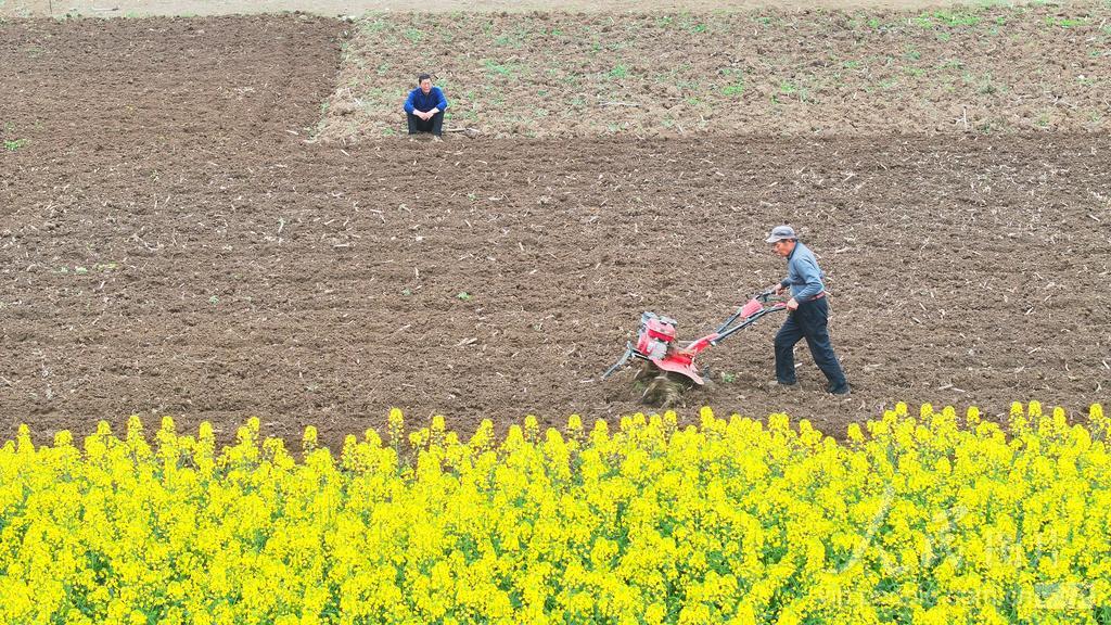 湖北房县：小“铁牛”助春耕