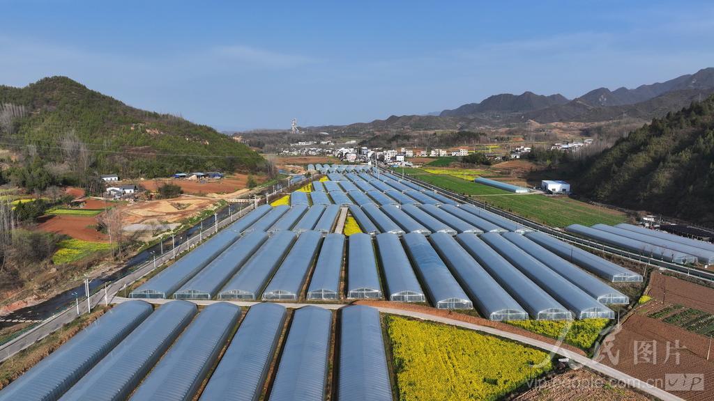 湖北房县：特色产业赋能乡村振兴