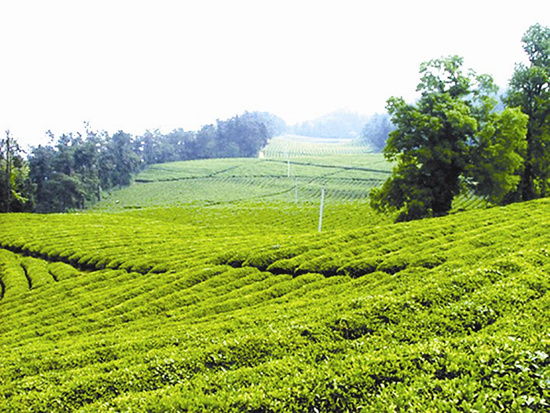 财政收入越来越多 克难奋进多壮阔 财源广聚惠民生