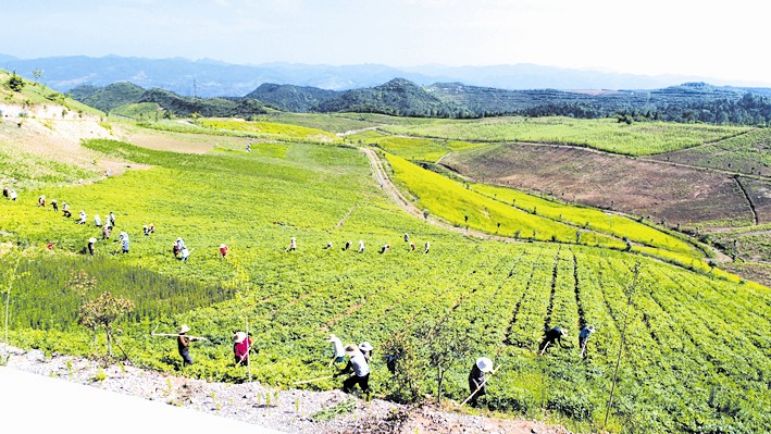 逐梦沃土拓富路 沃野绽放致富花
