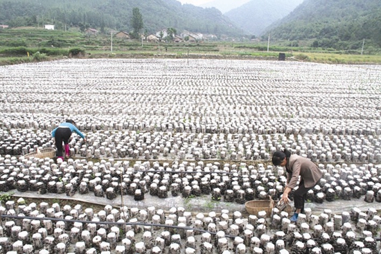 黄酒名镇甲天下